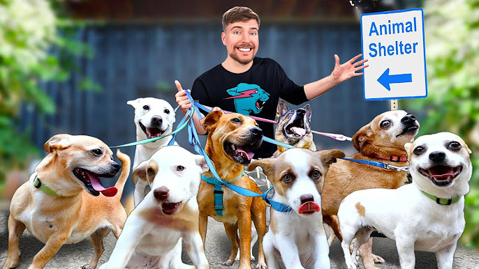 Mr Beast Animal Shelter